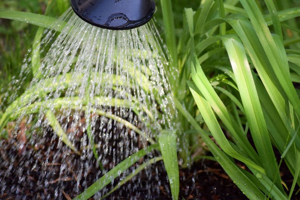 Pflanzen im Garten werden mit einer Gießkanne gegossen