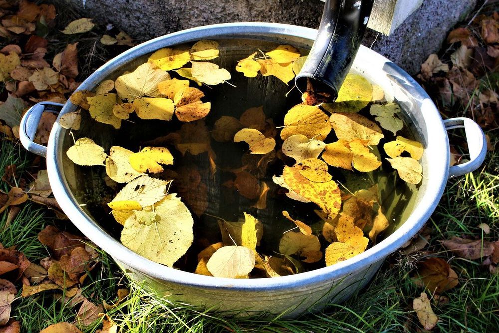 Topf gefüllt mit Wasser und gelben Blüten