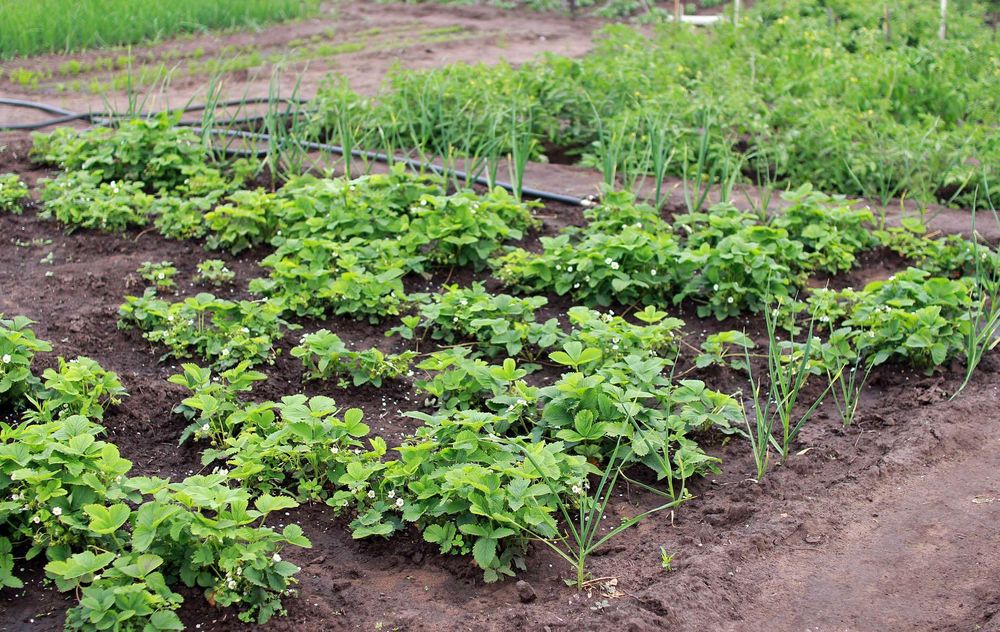 Pflanzen und Ernten im Garten