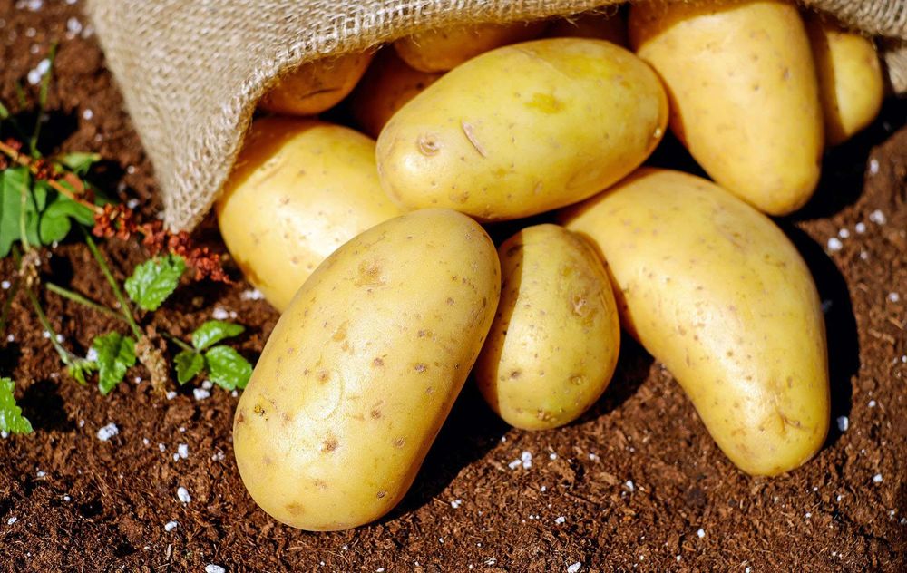 Frische Kartoffeln im Stoffsack