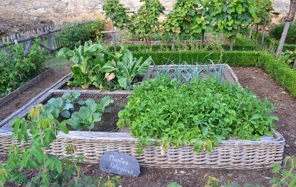 Strukturierter Gemüsegarten mit eingefriedeten Beeten Eingefriedeter Gemüsegarten