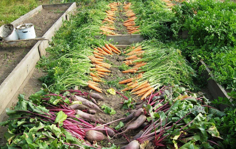 Ertragreiche Rübenernte aus dem eigenen Garten