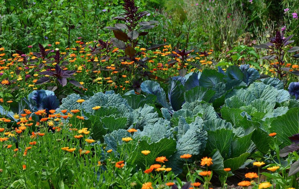 Bunte Blumen wachsen in diesem Gemüsegarten neben Kohl und Wirsing. 