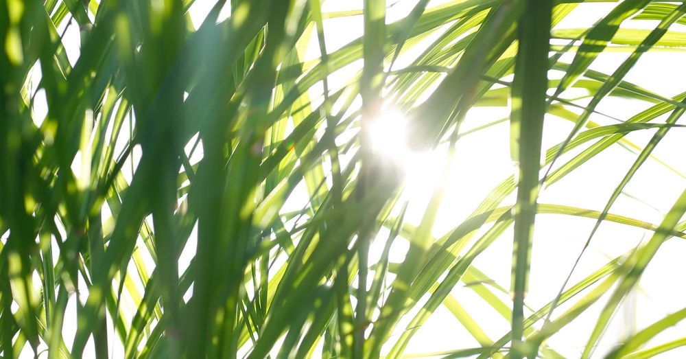 Die Sonne scheint durch grüner Gräser hindurch